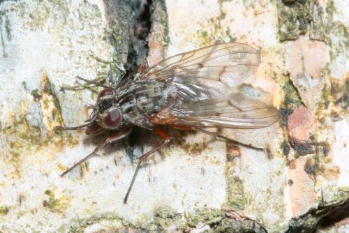Phaonia tuguriorum